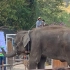 西双版纳野象谷大象与游客互动表演
