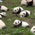 摊牌了，四川真的遍地是熊猫！