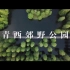 航拍｜周末和爸妈一起去上海青西郊野公园的“水上森林”｜【豌豆芽儿的vlog03】