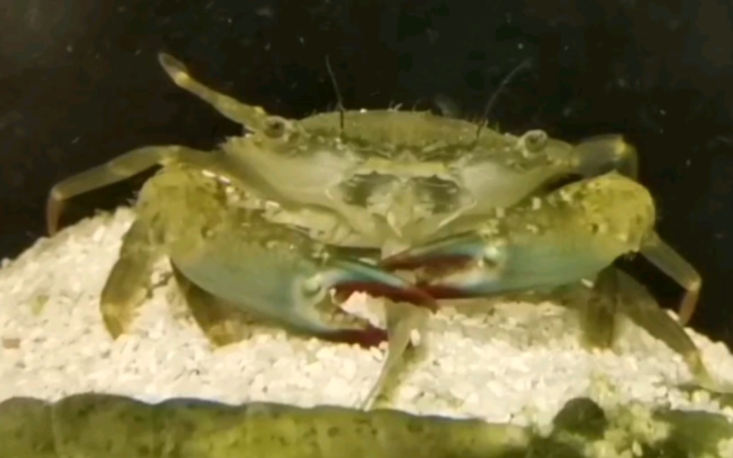 【喂食】钝齿长桨蟹/黑间脚