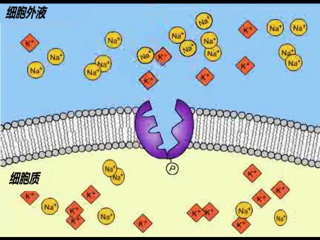 【教学素材】主动运输-钠钾泵工作原理