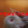 一个馒头引发的的血案