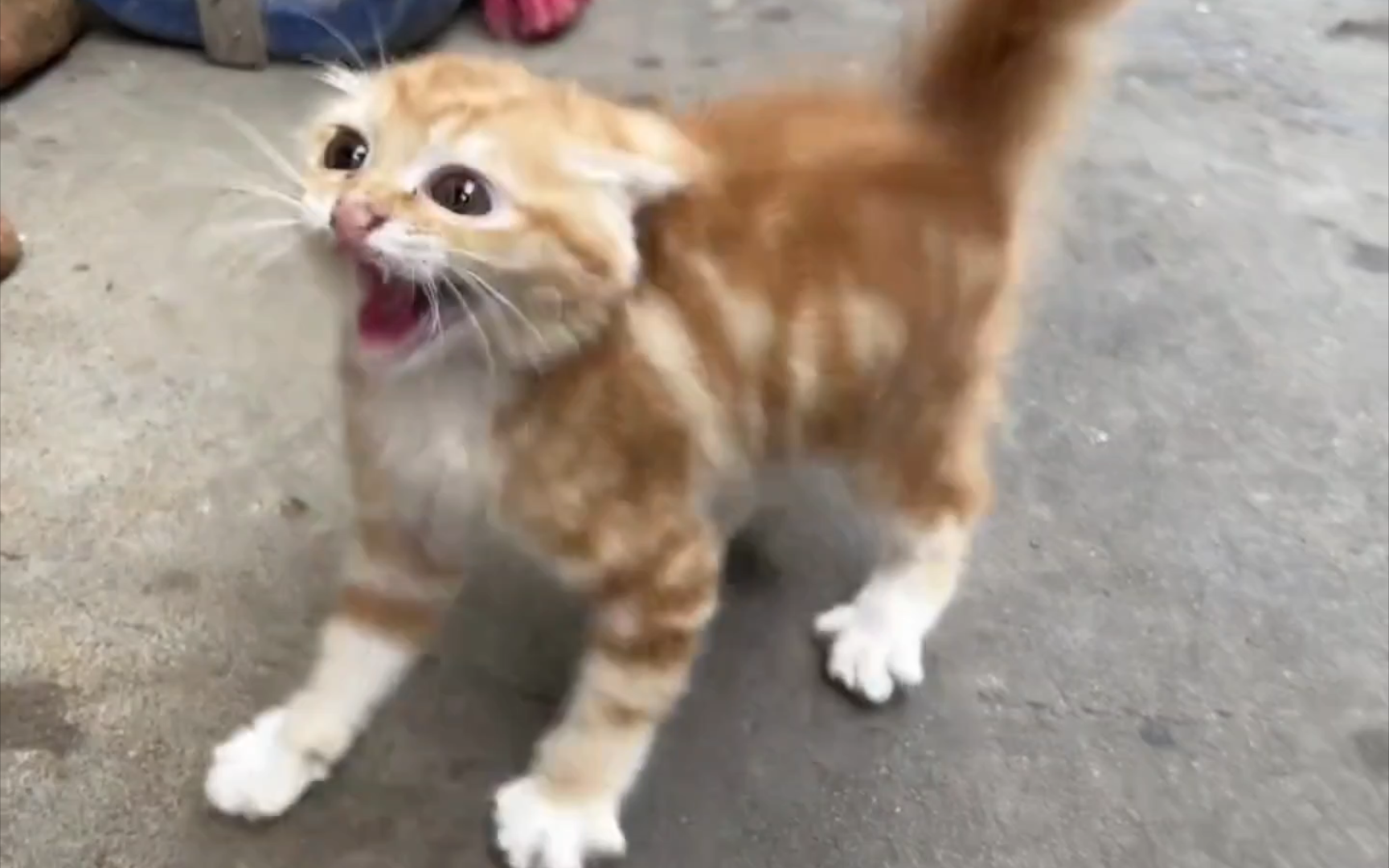 可爱小耄猫 超绝哈气