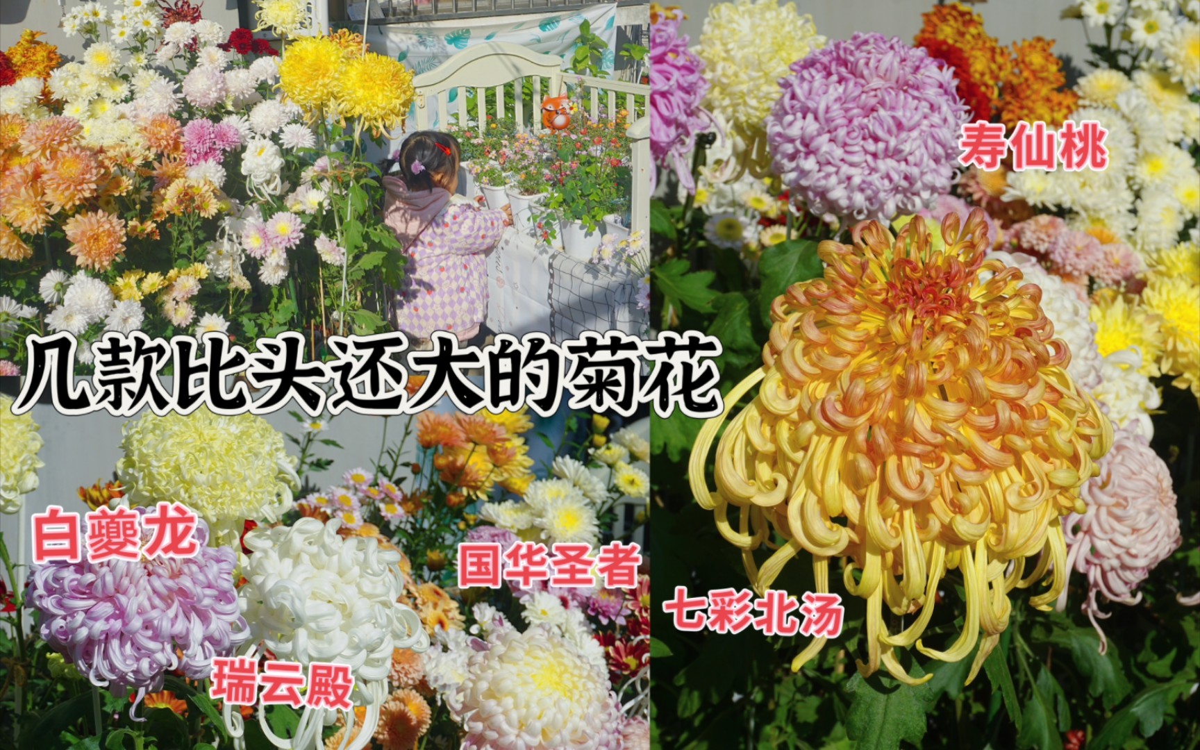 比头还大的大菊品种推荐，传统菊花太美啦！