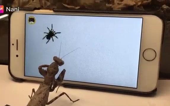 螳螂玩手机