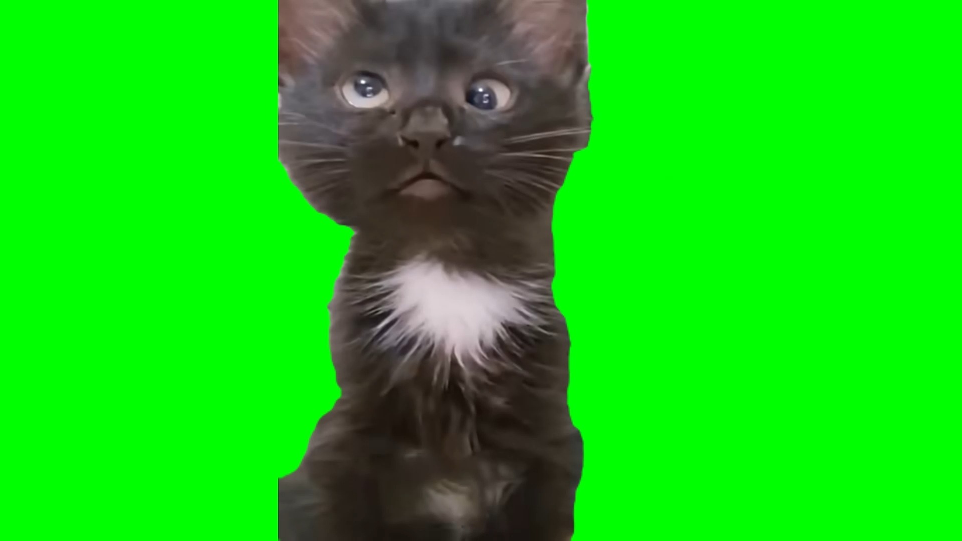 【高清无水印】对眼猫斗鸡眼猫meme绿幕素材30秒