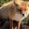 和可爱妈妈出来晒太阳了 ©️north_fox