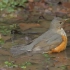 20种常见鸟洗澡，你见过几种？