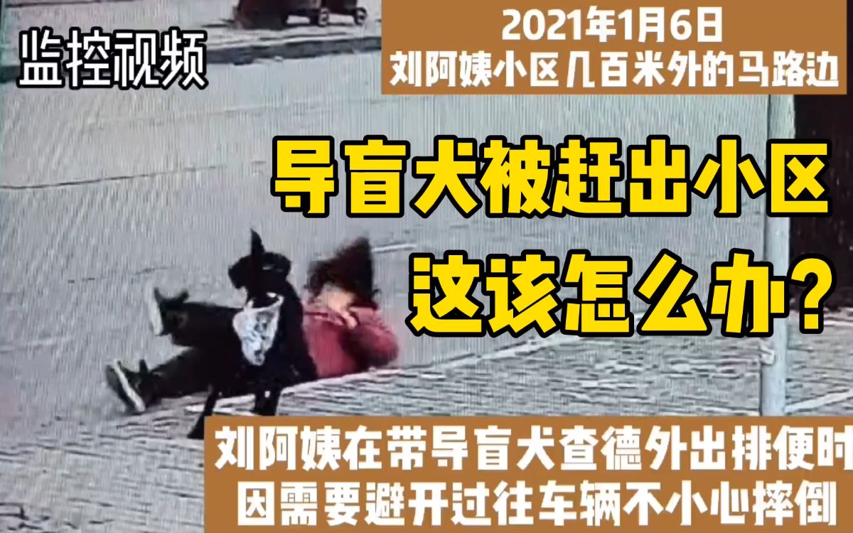 都是怎么回复：上海导盲犬因在草丛排尿被赶出小区，有居民称导盲犬尿液污染水源。视障主人向我们求助，你的每一次一键三连都是给阿姨和导盲犬最大的支持！[1次更新]的第1张示图