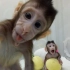 萌翻了！中国科学家完成世界首例体细胞克隆猴 快看它们的快乐日常