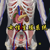 女性泌尿生殖系统