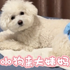 《小狗来大姨妈真实写照