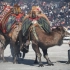 【风土民俗】土耳其斗骆驼节 巨大的格斗驼可达1吨