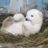 小北极熊跟着妈妈蹦哒蹦哒