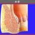 厦门医学院《人体解剖学》教学视频课174集--46.直肠与肛管