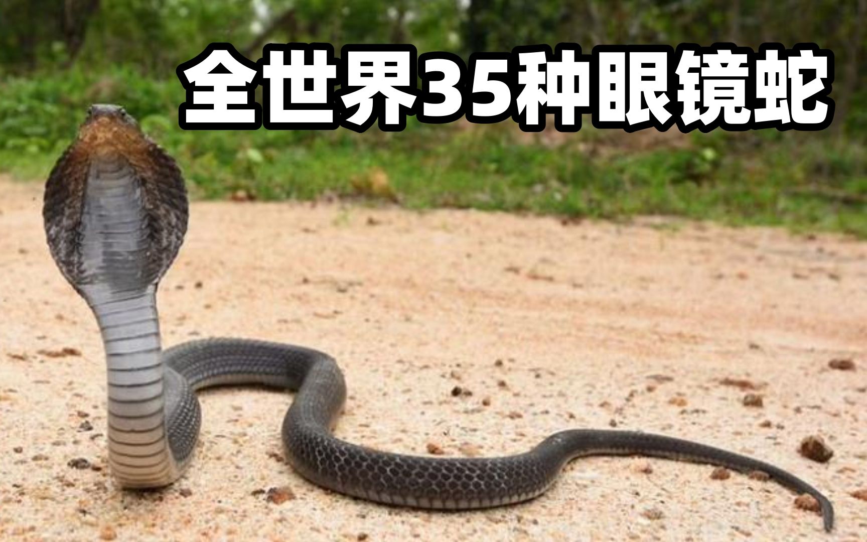 盘点地球所有30种眼镜蛇种类：中国仅有2种，你都知道哪些呢？