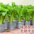 快菜又叫小白菜，是一种无筋无丝的绿色蔬菜！
