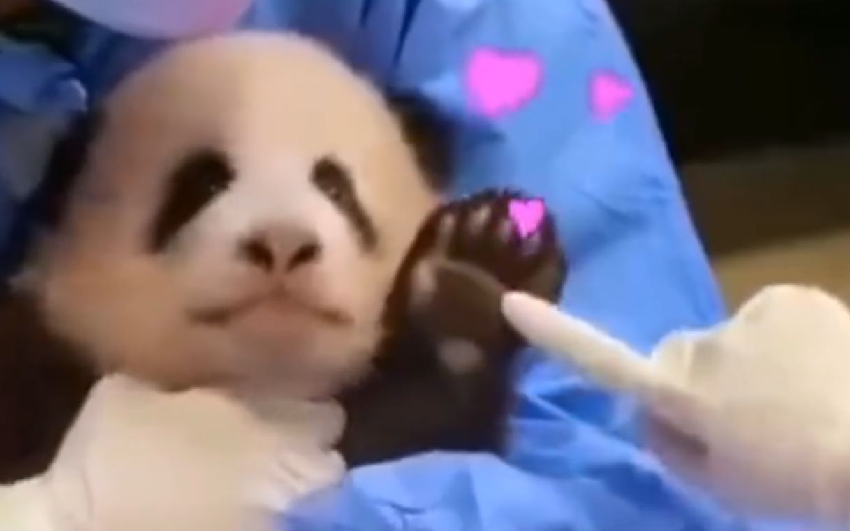 韩国艺人违规接触熊猫幼崽惹众怒 中国野生动物保护协会强硬发声！