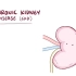 【搬运osmosis】Chronic kidney disease (chronic renal failure)