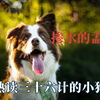 熟读三十六计的小狗，猫猫可什么都没干