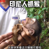 印尼人抓到一只小猴子、带回家用皮燕子放生大孜然