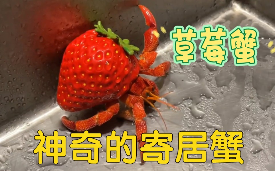 寄居蟹变身草莓蟹，大白菜蟹，美不美，治愈系动物；宠物蟹