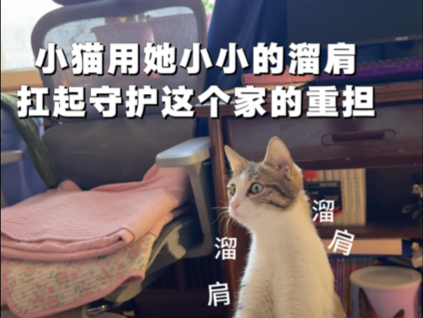 小猫用她小小的溜肩，扛起守护这个家的重担