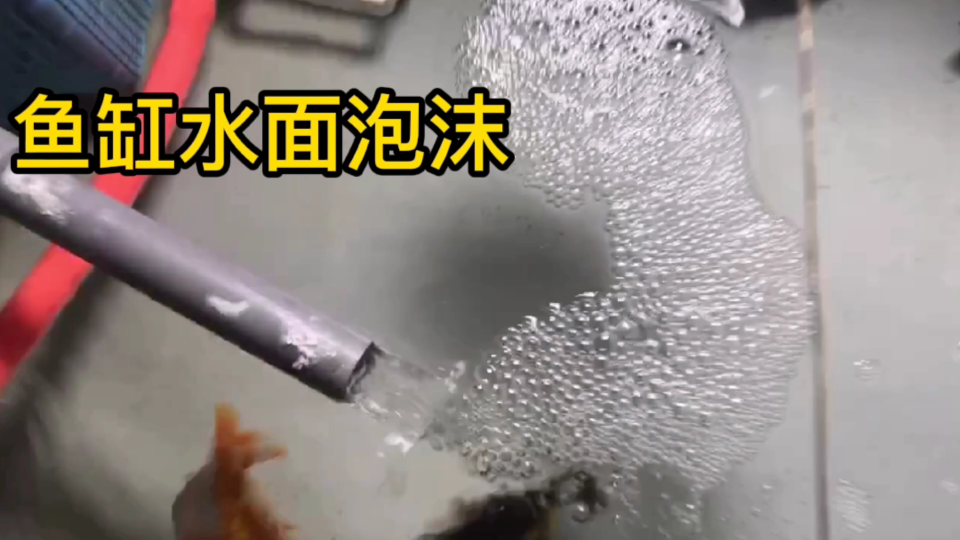 鱼缸水面出现大量泡沫怀疑水质问题看完视频轻松解决