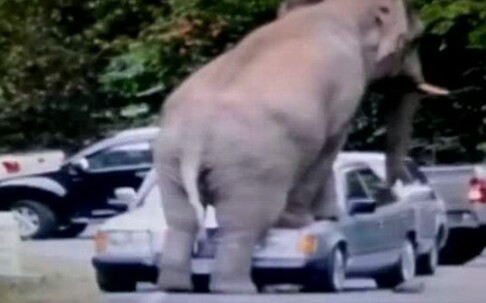 大象砸车