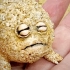沙漠雨蛙：刚从沙子里捞出来的“糖醋粒蛙”