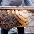 藏在深山里的土蜂蜜，用整根树杆做蜂箱，每年都会引来狗熊偷吃