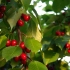 【空镜头】 植物树木树叶阳光樱桃食物 视频素材分享