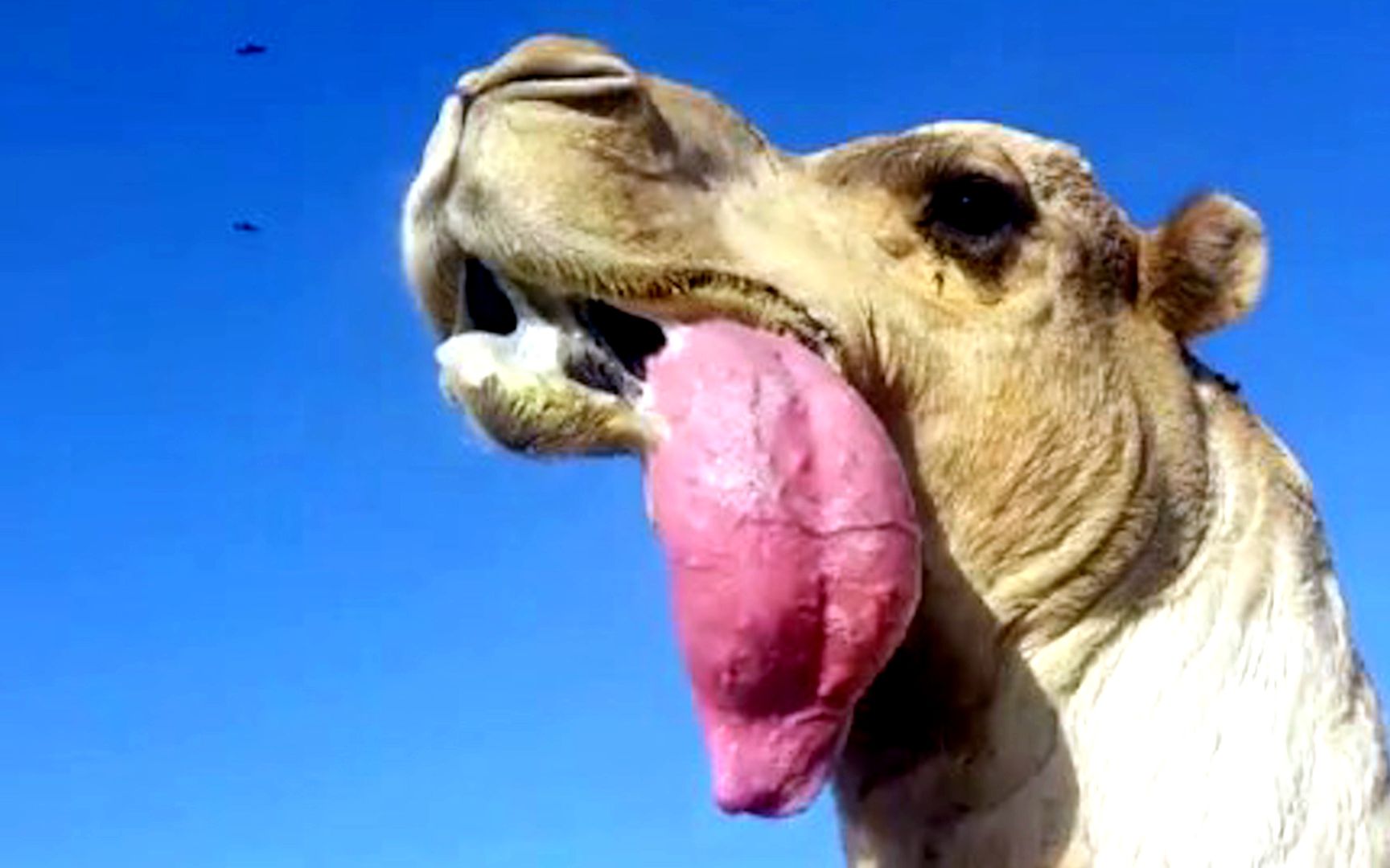 骆驼吃得正香时，突然一个粉色“肉球”从嘴里蹦出来，这是怎么回事呢？