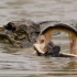 黑凯门鳄捕食巨骨舌鱼