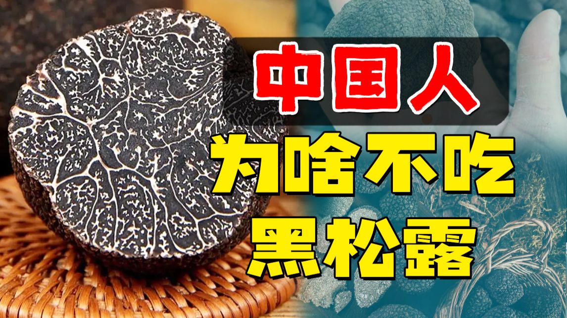 一斤10万块，西方三大美食的松露，为啥在中国流行不起来？
