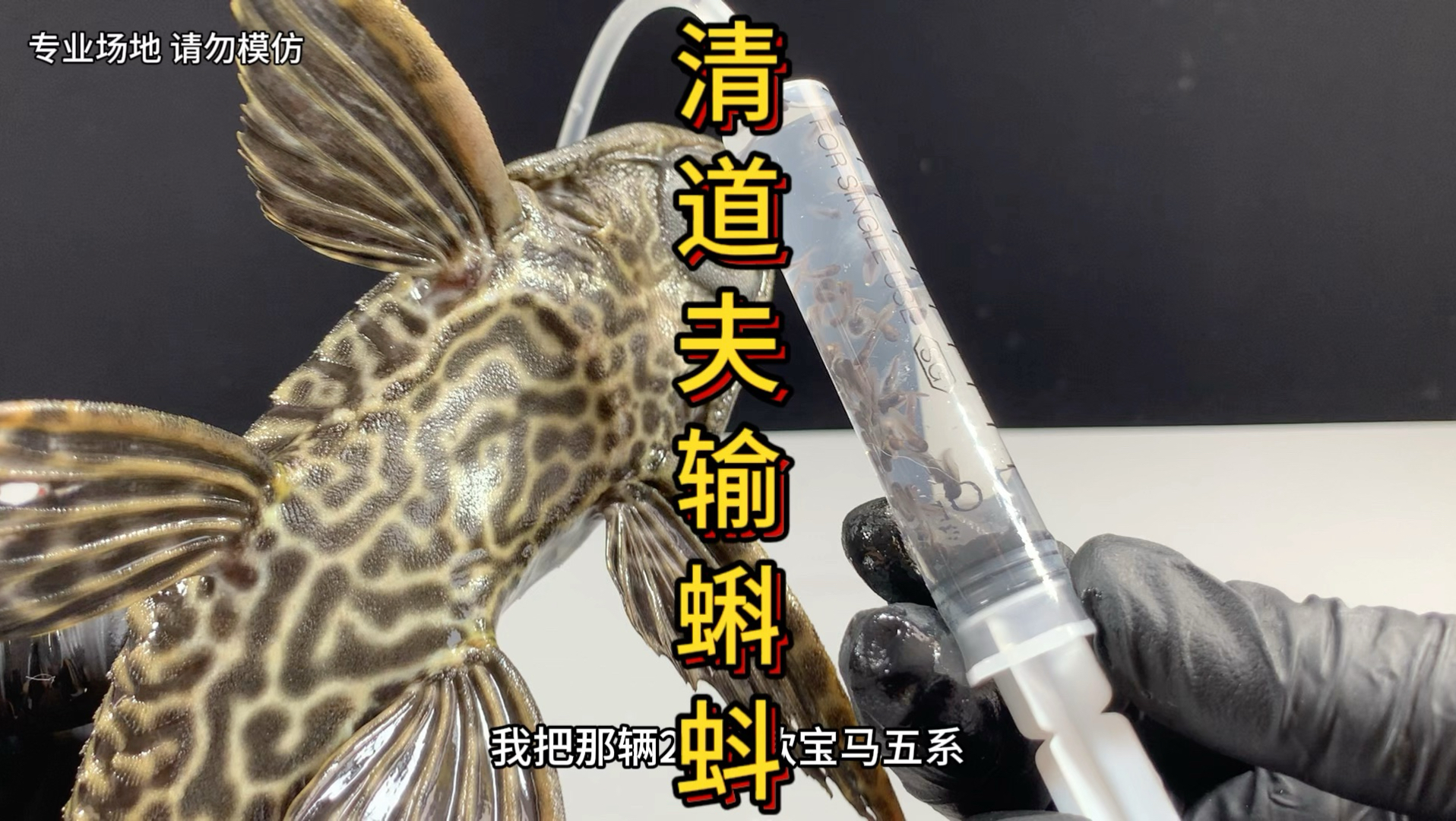 把200只小蝌蚪打入清道夫的体内，它能孵化出清道蛙吗？