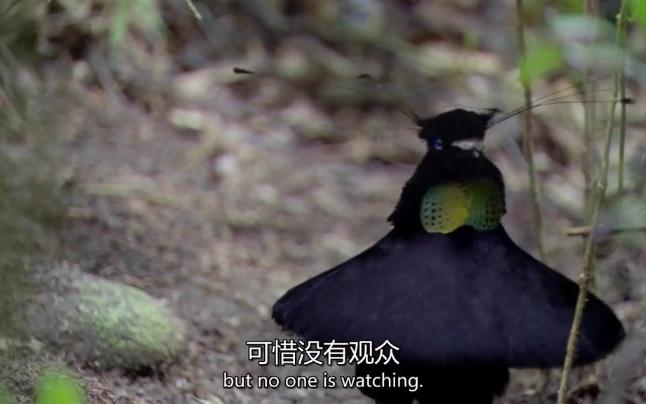 翩婉可爱,六羽极乐鸟之舞