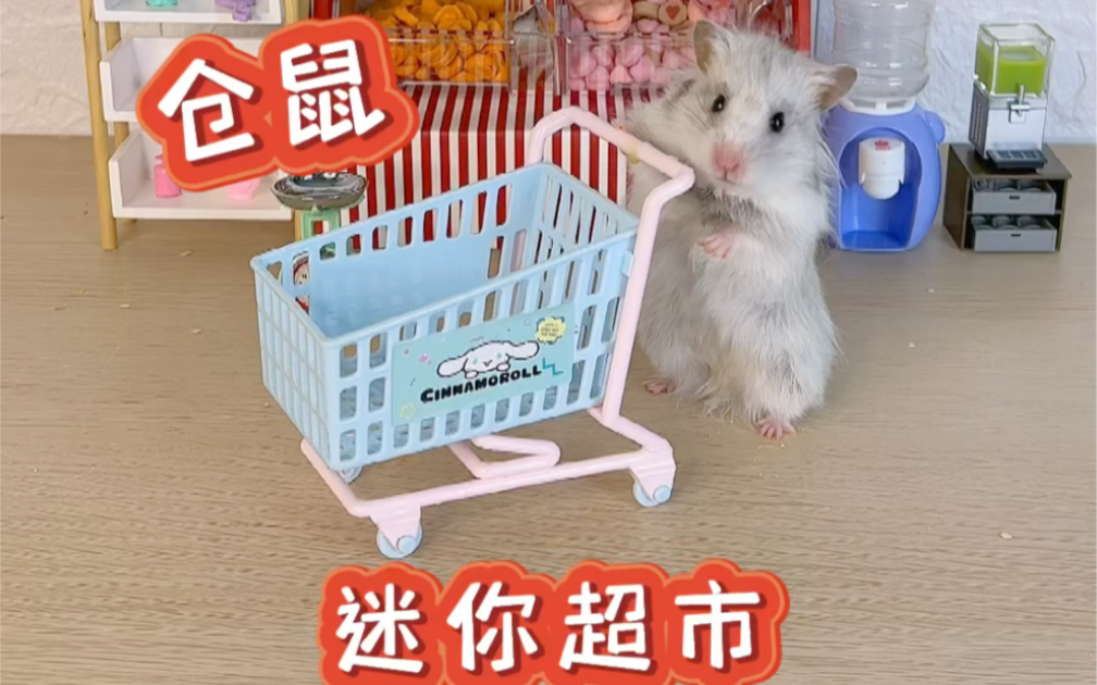 小仓鼠有迷你超市啦！会逛超市的小仓鼠你见过吗？