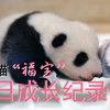爱宝乐园大熊猫宝宝“福宝”百日成长纪录