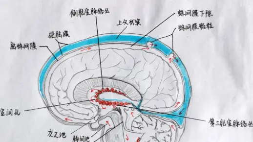 脑脊液循环
