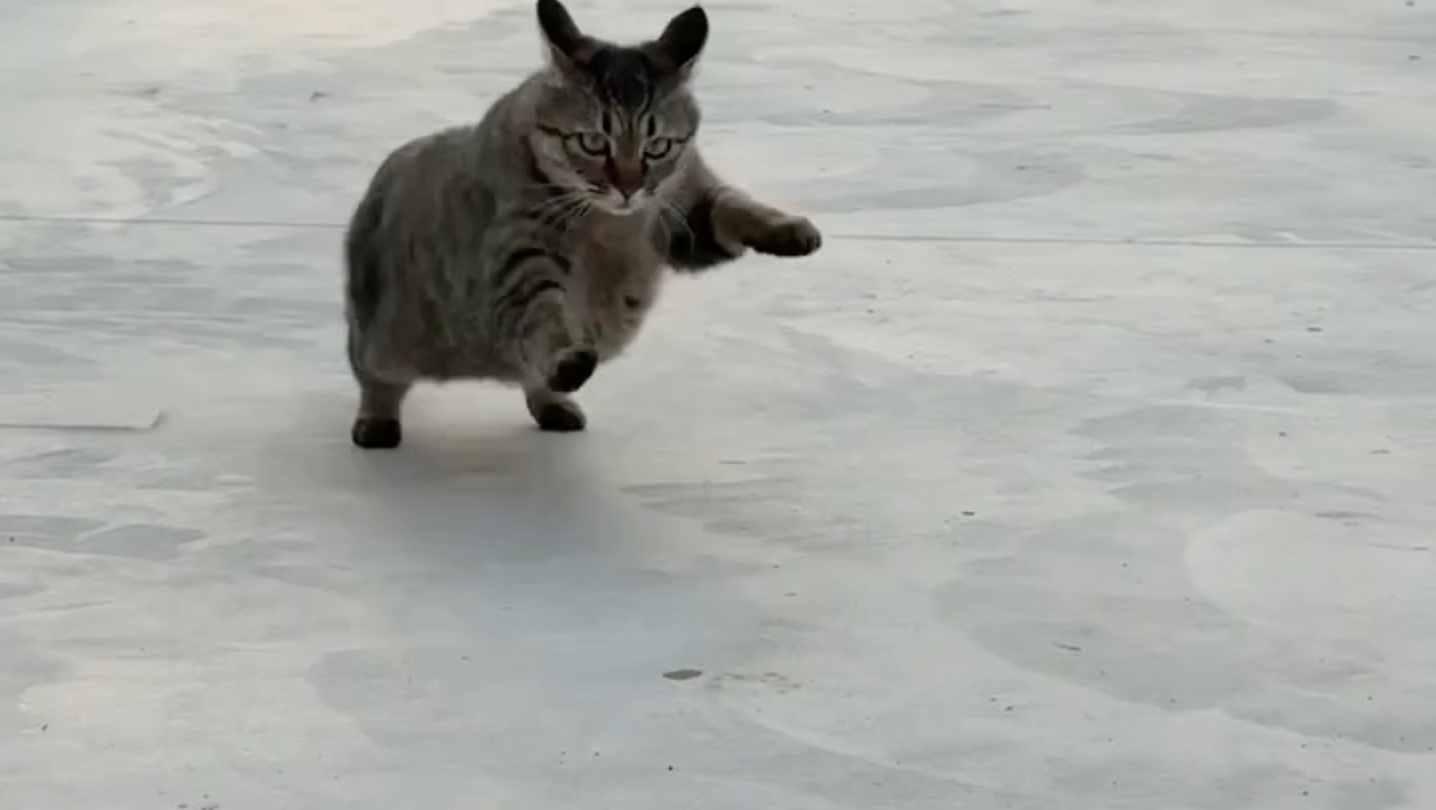 饿虎扑食