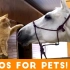 [搞笑宠物视频集锦]-Funniest Videos for Pets to Watch Compilation | F