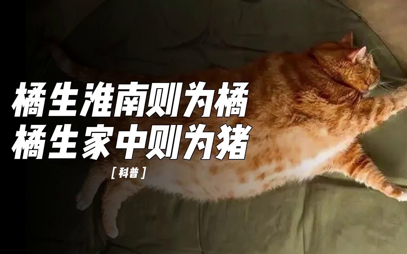 十只橘猫九只胖，中国橘猫为何如此优秀