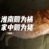 十只橘猫九只胖，中国橘猫为何如此优秀