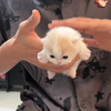 小猫也是要拍奶嗝的呀