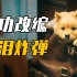 《忠犬八公》首映影评：成功的本土化翻拍，难以抵挡的催泪炸弹！