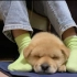 好粘人的小狗，有自己的窝不睡，非要睡在你的脚边