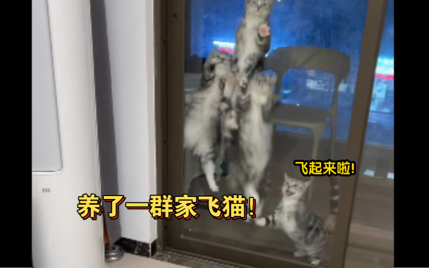 养了一群家飞猫！天天都要蹦迪！