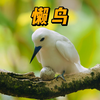 对下蛋最为敷衍的鸟，找个树杈就产卵