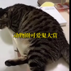 动物圈可爱鬼大赏:2被猫咪抓伤需要打针吗猫 猫咪 猫咪的迷惑行为